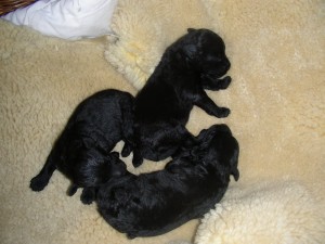 Schwarze Puli Welpen