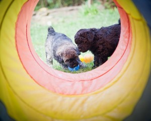 Duke und Daisy im Tunnel