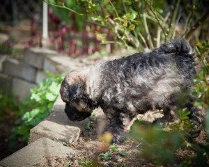 Puliwelpe Duke im Garten